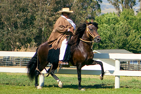 Image of Jr Soy del Peru