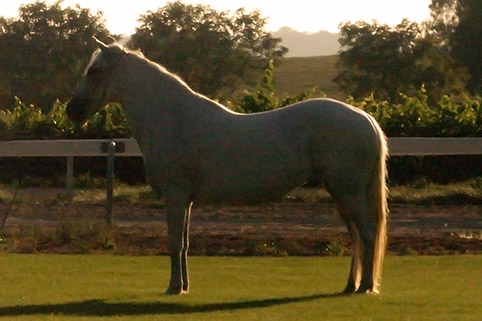 Image of Jr Soy del Peru