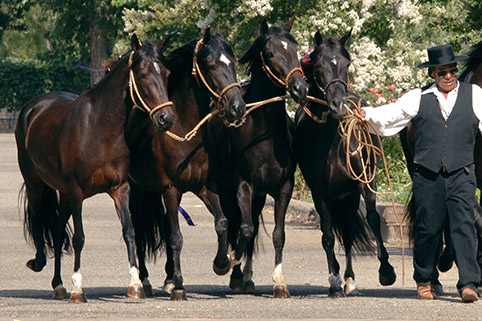 Image of Jr Soy del Peru